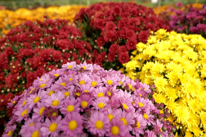 Mums are popular for All Saints’ Day